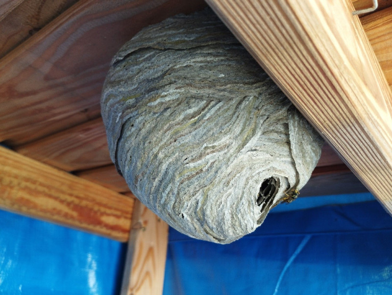 Enlever un nid de guêpes à Vaud