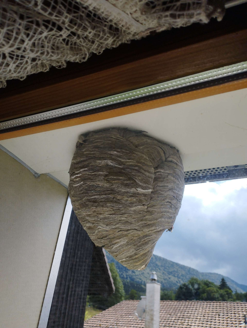 Enlever nid de guêpes Vaud