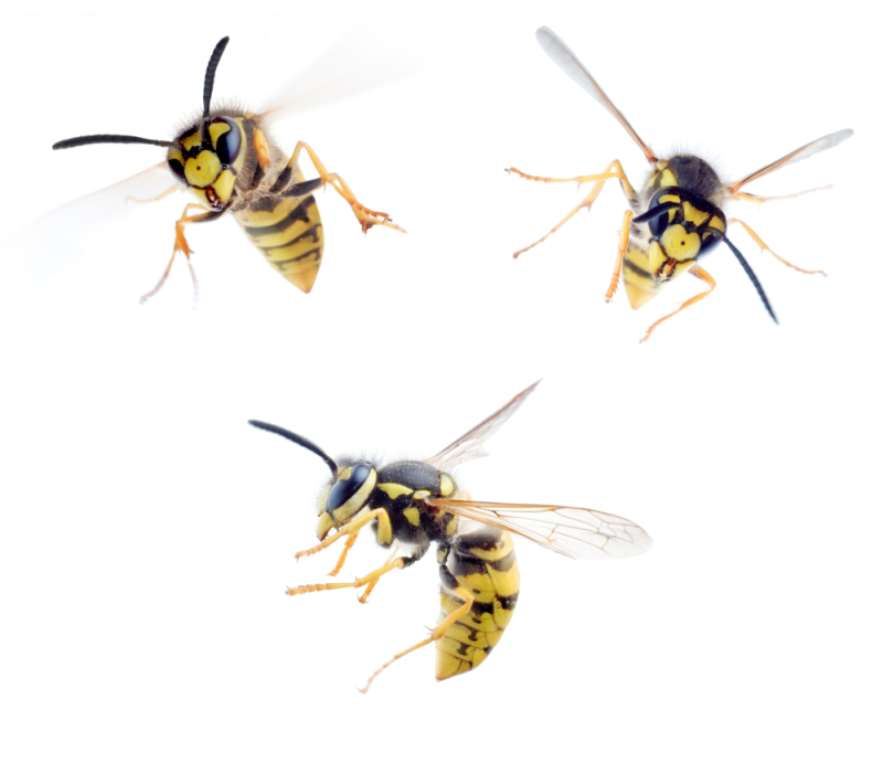guepes Vaud piqure insectes