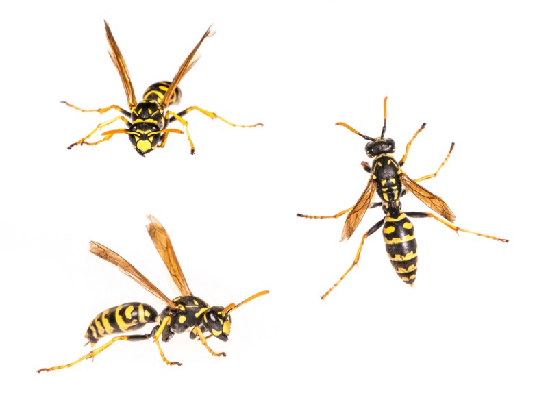 guepes polistes suisse piqure Vaud